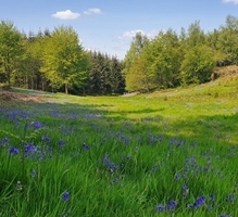 Shoot Walk at Wotton Estate (Surrey) image