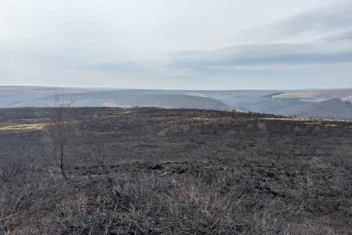 After wildfire