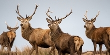 The Islay Estates Sporting Experience Raffle