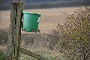Male reed bunting, two linnets, and a yellowhammer by feeder at Allerton