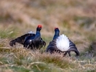 Black Grouse lekking on the North York Moors for the first time in living memory