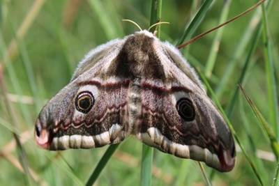 Emperor moth (Megan Lock)