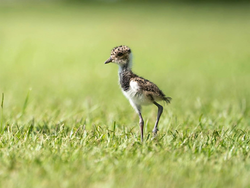 Lapwing Chick Lapwing Chick