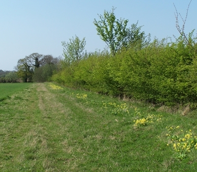 Hedge Planted 1986 Original 2m Margin With Cowslips