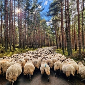 Auchnerran flock