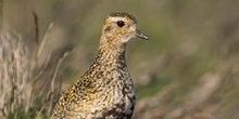 The role of predation management: Ten years on from a predator removal experiment
