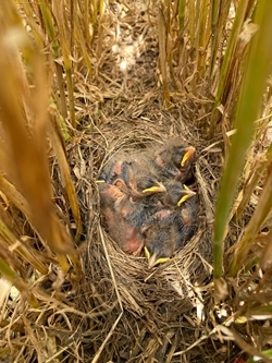 Corn Bunting Bigger Chicks In Nest Ellie Ness 24625
