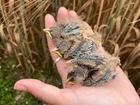The Corn Bunting Project