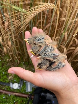 Corn Bunting Chicks In Hand Ellie Ness 24625 Corn Bunting Chicks In Hand Ellie Ness 24625