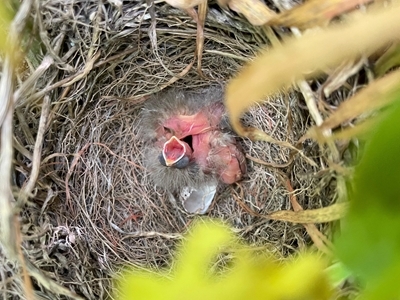 Corn Bunting Chicks In Nest Ellie Ness 24625 Corn Bunting Chicks In Nest Ellie Ness 24625