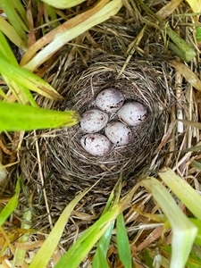 Corn Bunting Eggs Ellie Ness 24625