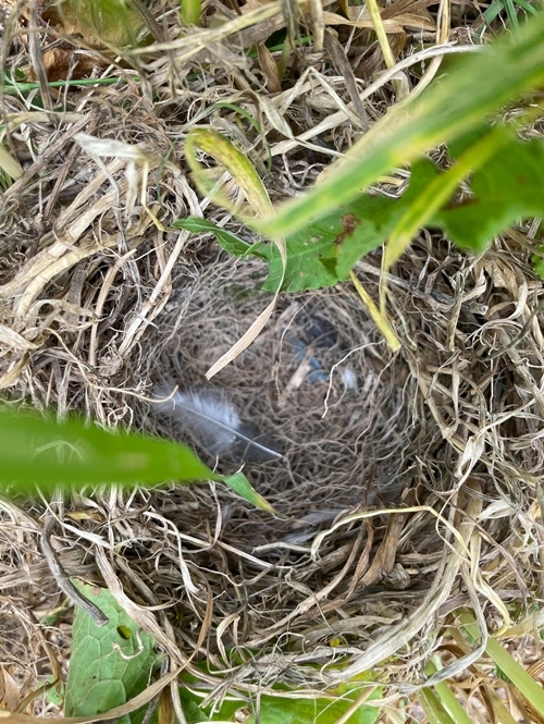 Empty Corn Bunting Nest Ellie Ness 24625 Empty Corn Bunting Nest Ellie Ness 24625