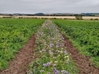 PepsiCo FAB project shows promising results