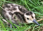 New AI system is transforming curlew monitoring