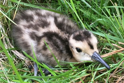 Curlew chick