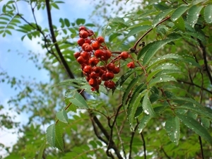 Rowan berries