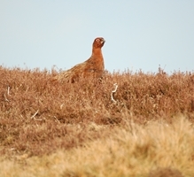 Grouse Prospects Webinar image