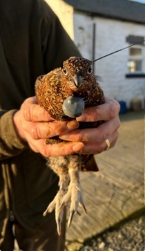 Uplands Bird Uplands Bird