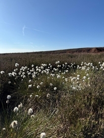 Uplands Flowers