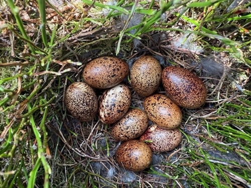 Uplands Eggs