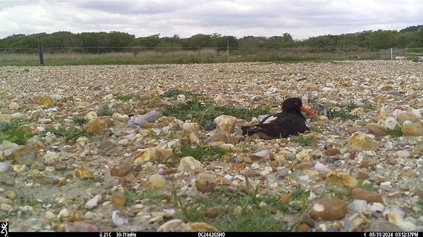 Oystercatcher on nest