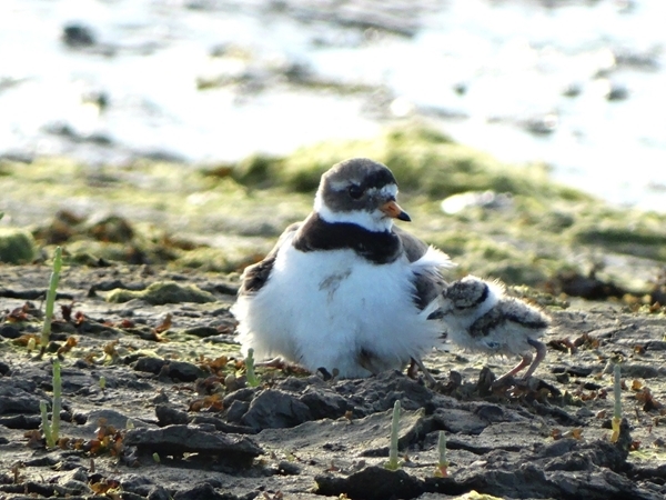 Ringed plover and chick