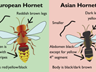 Could you identify an Asian hornet?