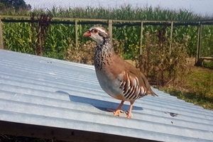 Redleg in release pen