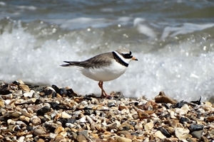 Ringed Plover