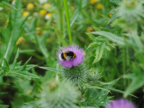 Bee