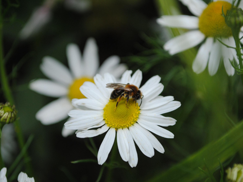 Bee3 Bee3