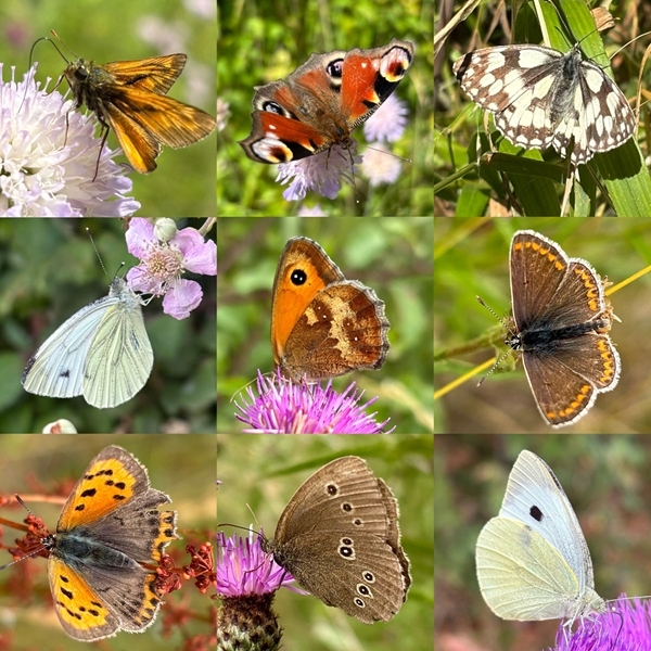 Butterfly collage (Juliet Turner)