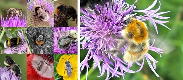British bees