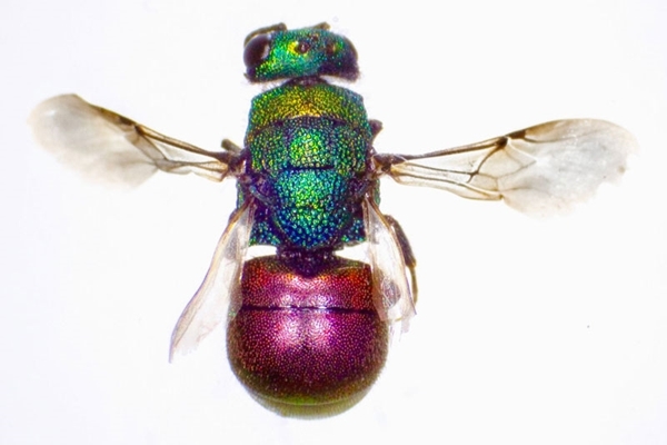 Ruby-tailed wasp