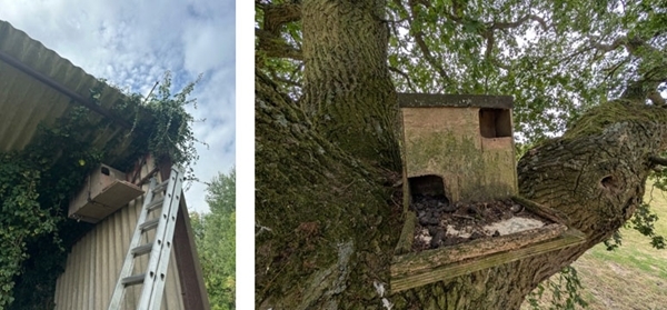 Barn owl boxes