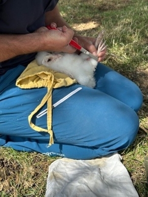 Ringing barn owl