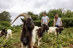 No-fence livestock collars