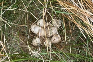 Black Grouse Nests Pennines 2025