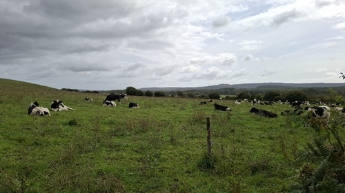 Cows By River