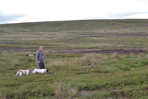 38 Counting Grouse