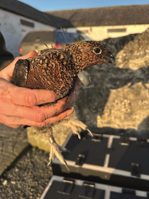 Tagged Grouse HAppleby