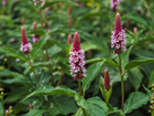Defra’s five plants to mitigate flood risk. Do they really know what they are talking about?