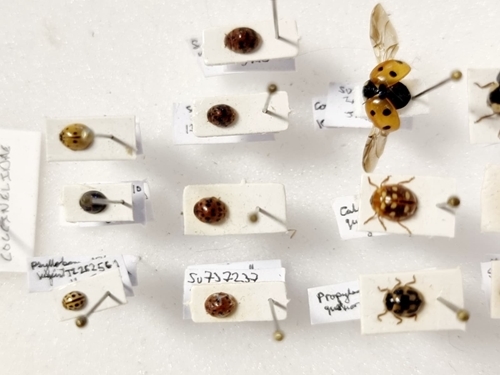 Ladybird Collection 1 Jayna Ladybird Collection 1 Jayna