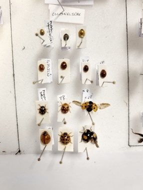 More Ladybird Collection Jayna More Ladybird Collection Jayna