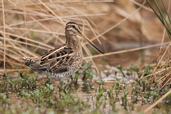 Common Snipe 5 L.Campbell