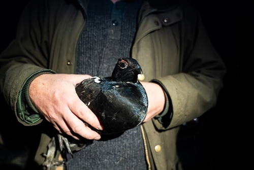 Released Cock1 Released Cock1