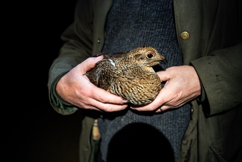 Released Hen1 Released Hen1