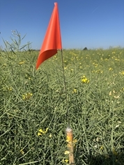 Samantha Hedge Field Work