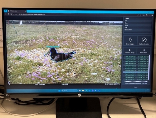 Training AI to identify oystercatchers