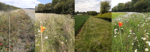 Farmer Cluster Scenery